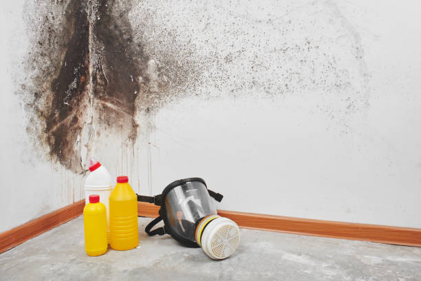 Best DIY Mold Remediation Support Services in Pampa, TX