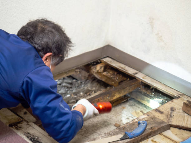 Best Residential Mold Remediation in Pampa, TX