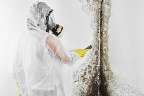 Best Mold Testing and Inspection Services in Pampa, TX