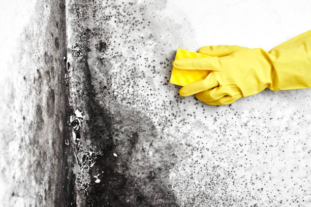  Pampa, TX Mold Removal Pros