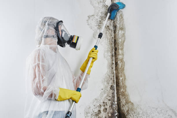 Best Kitchen Mold Remediation in Pampa, TX
