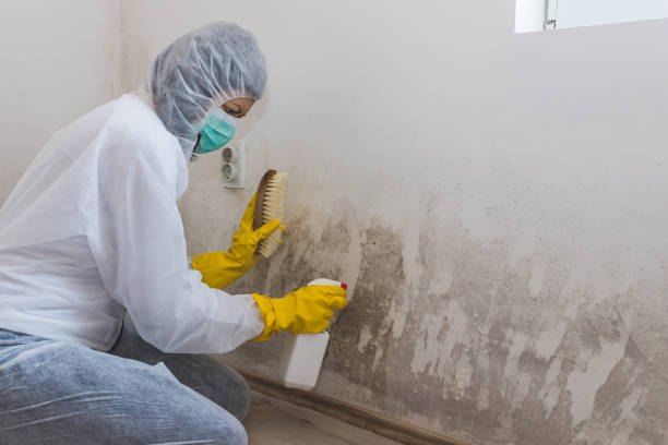 Best Black Mold Remediation in Pampa, TX