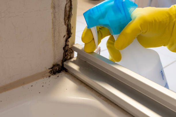 Best Industrial Mold Remediation in Pampa, TX