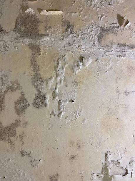 Best Basement Mold Remediation in Pampa, TX