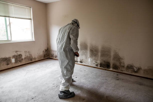 Best Bathroom Mold Remediation in Pampa, TX