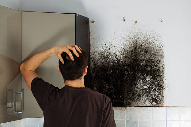 Best Residential Mold Remediation in Pampa, TX