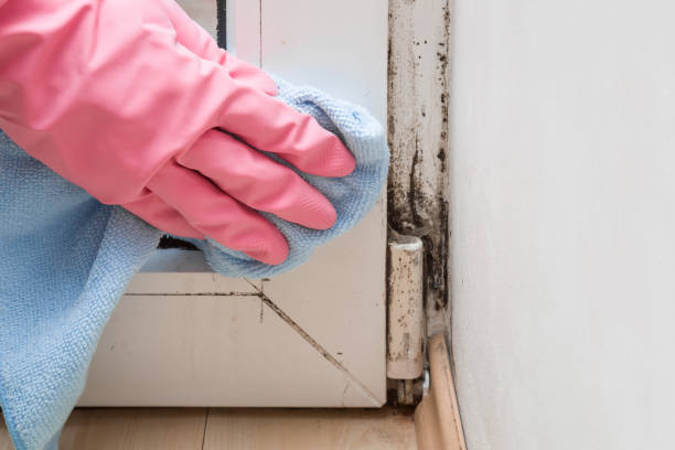 Best Post-Flood Mold Remediation in Pampa, TX